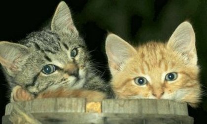46 - poze pisici dragutze