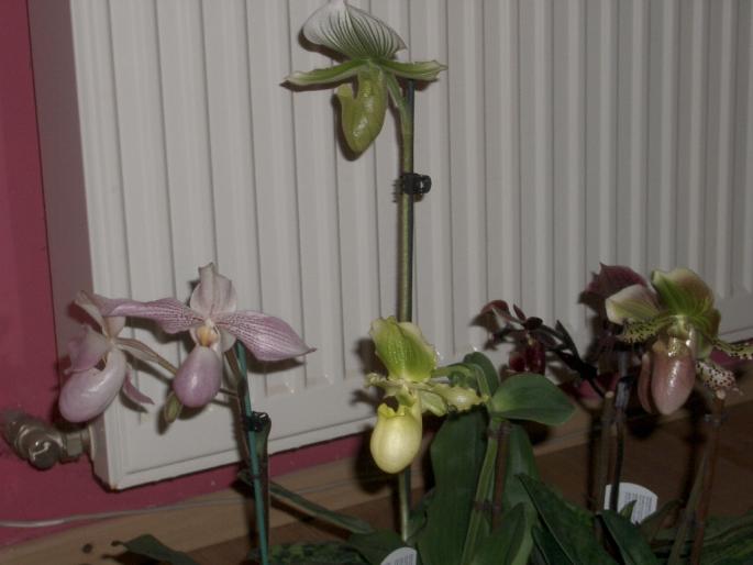 paphiopedilum - orhidee
