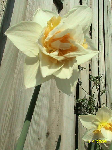 Narcisa Replete 1 apr 2009