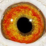 WLAZOWUPAIOXWBBSPIR - OCHII PORUMBEILOR