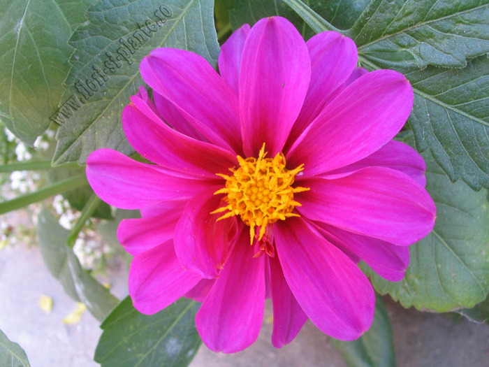 Dalia mini  ciclam 1