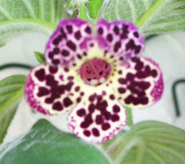 Kohleria WARSZEWICKZII