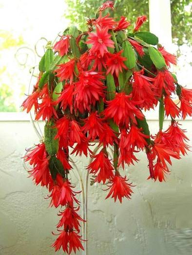 SandPiper_1 - Schlumbergera RED