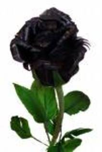 images - trandafiri negri
