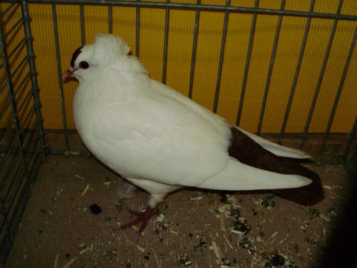 10281b suddeutsche schnippen 1 10281b suddeutsche schnippen 1