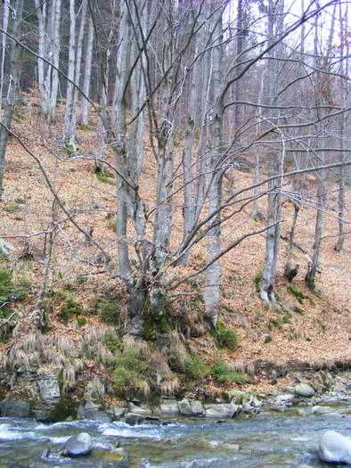 DSCF7751 - Cavnic -Budesti-Breb-Desesti -Mara