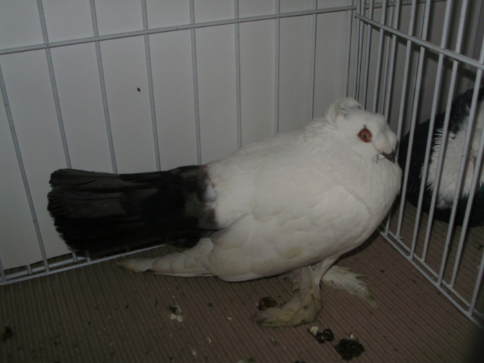 bucovina 1 - 1509 rom juc 1