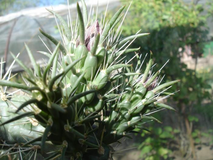 Cylindropuntia imbricata, boboco, detaliu.