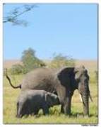 cvxb - animale din africa