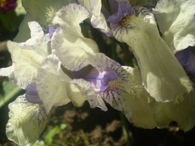 P4171127 - flori de gradina 2009