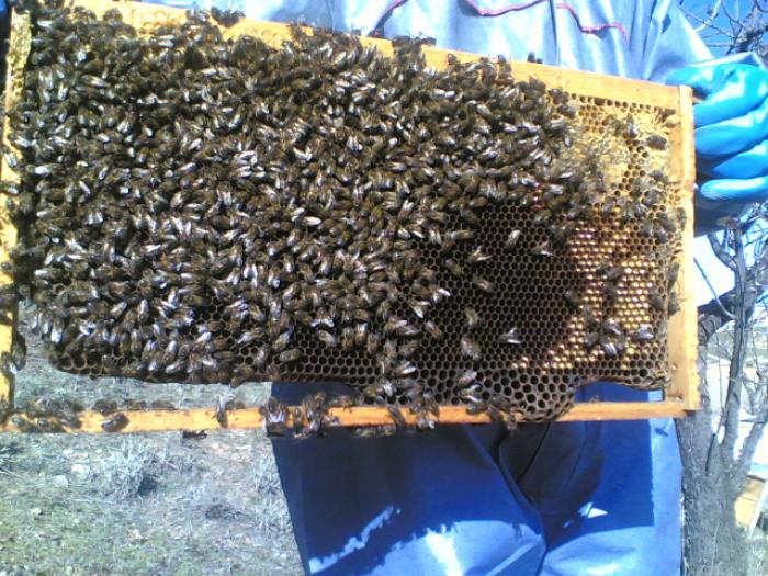20012007(003) - apicultura