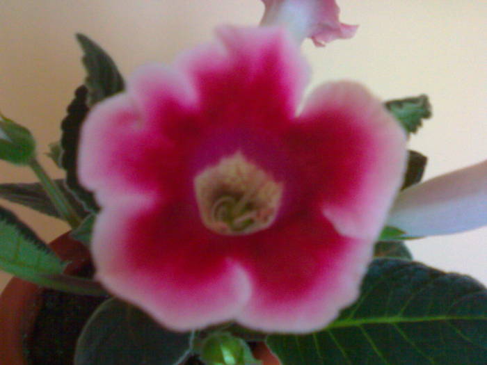 120620091148 - Gloxinia 2009