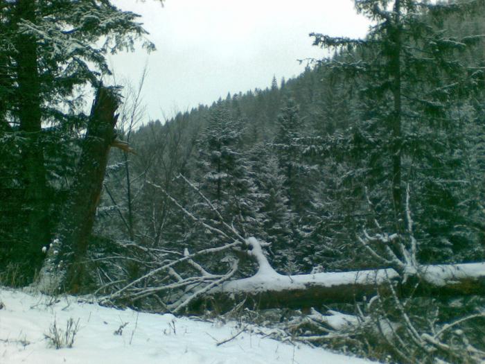 17012009(004) - vanatoare padure