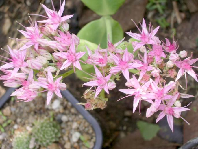 Sedum spectabile - flori