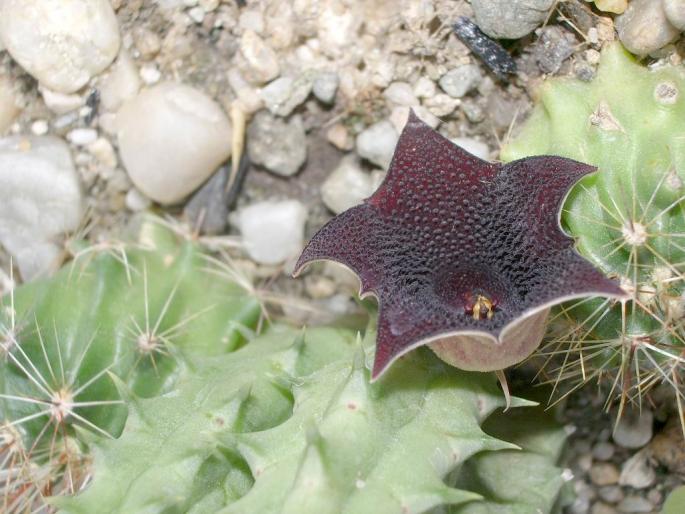 Huernia keniensis v. keniensis - floare - Asclepiadaceae