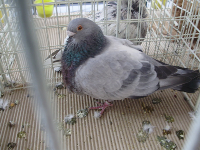 gusat rafeno 1
