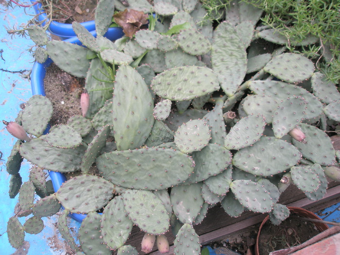 Opuntii lalighean cu fructe - 31.10 - plante de exterior - 2009 - 2010
