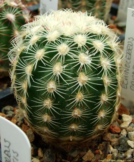 echinocereus_carmenensis_sb_1476