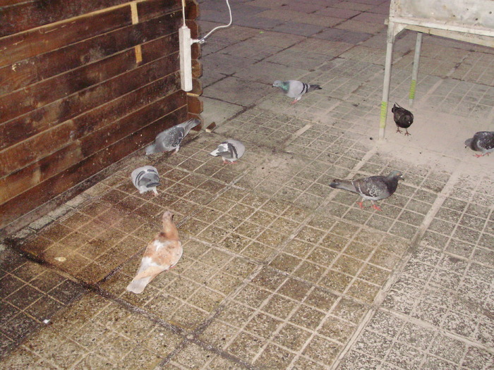 P9040075 - 18g Timisoara