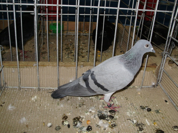 10836 sh 1 - 1507 partea 6a