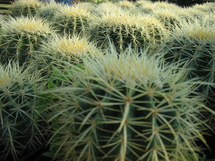 Echinocactus grusonii