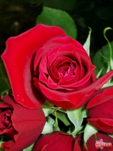 d7435fed_0050000851820_00_600 - Trandafiri