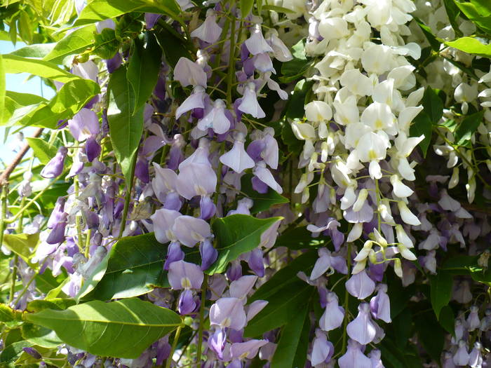 P1110876 - Herastrau 2009 mai 10