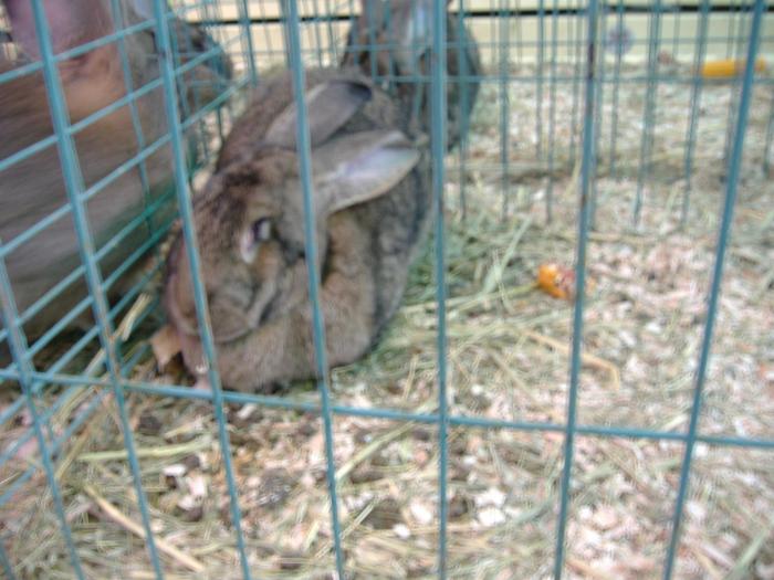 DISZNOVAGAS KEPEK 131