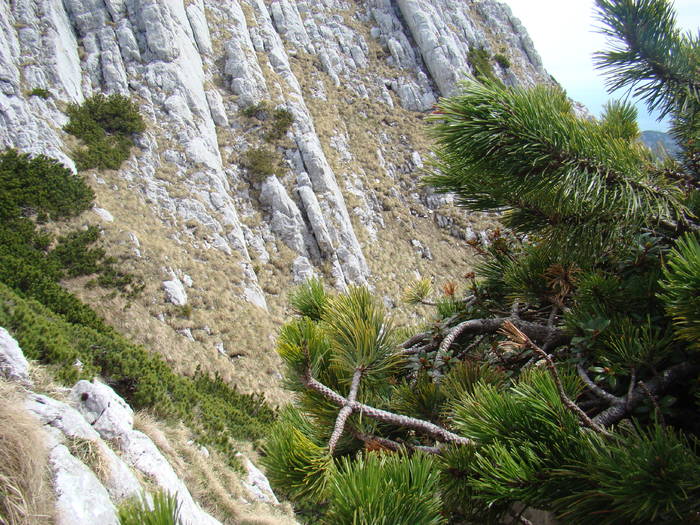 DSC03277 - Piatra Craiului MAI