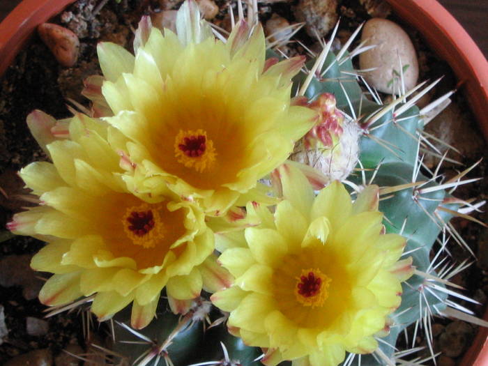 Notocactus submammulosus - Mai 2009