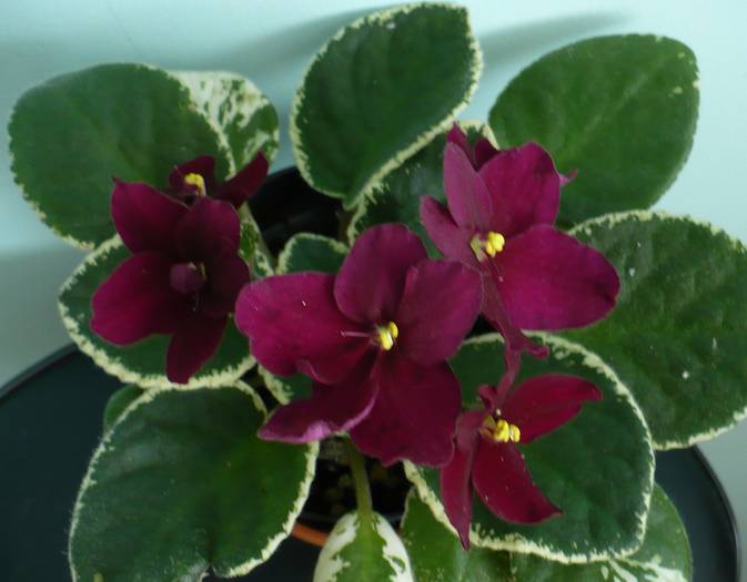 P1120738 - Saintpaulia - violete de camera