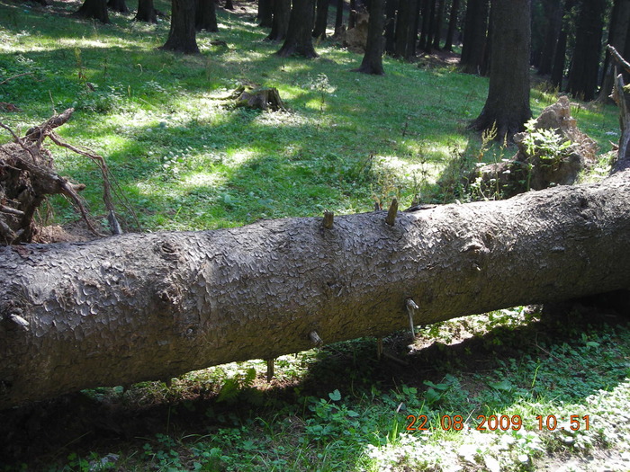 DSCN9224 - Sinaia 23 08 2009