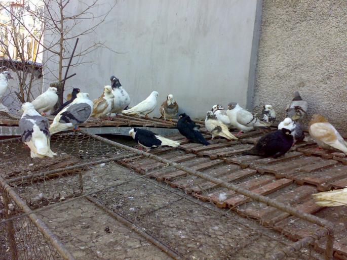 23022008325 - 1720 Gica Hanga