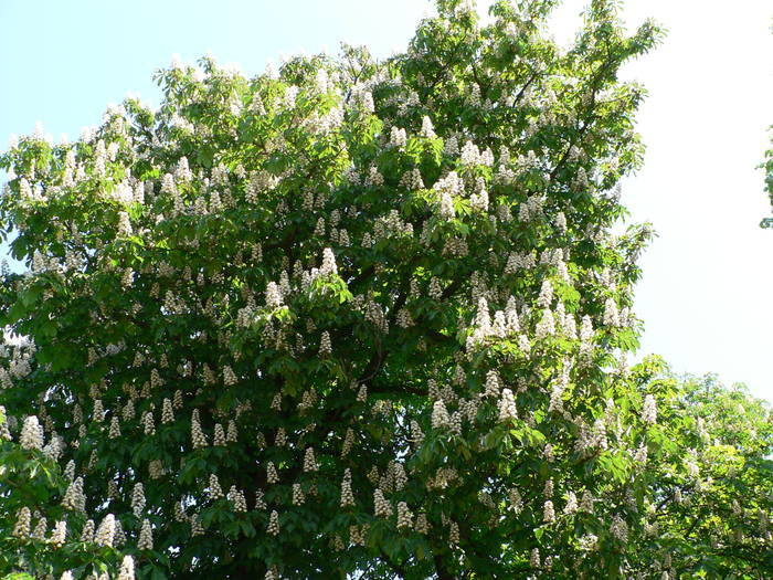 P1050028 - 2009 mai-manastirea baldana-caldarusani-sitaru