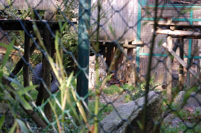 DSC_0068 - zoo amneville
