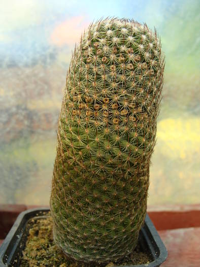 Mammillaria matudae