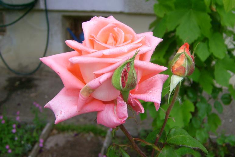 gradina 2008 036
