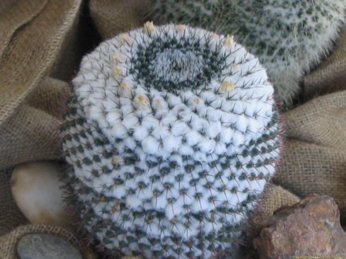 mammillaria_chionocephala_1 - Cactusi care m-au impresionat prin frumusete