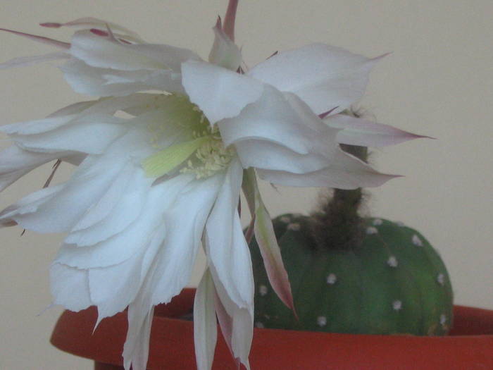 Echinopsis subdenudata - iunie 2009 - Cactusi