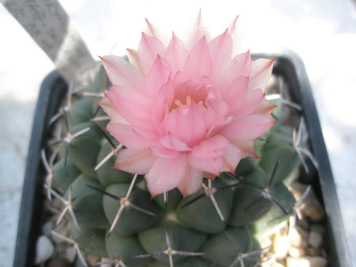 Coryphantha maiz-tablasensis - floare - Coryphantha