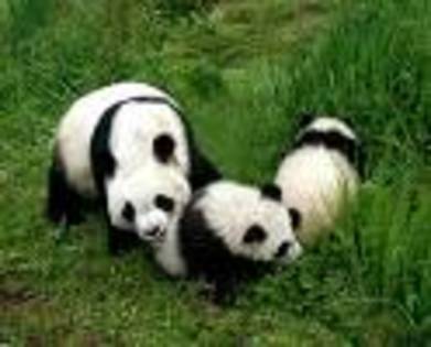 7 - cateva cu ursuleti panda sunt superbi de frumosi merita sa ii vedeti