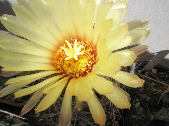 Astrophytum senile - floare