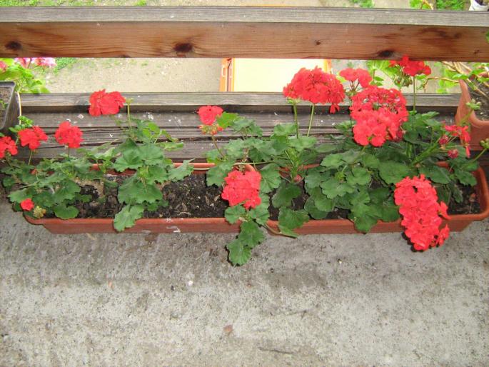 muscate rosii pitici