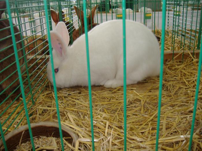 Nitra 06.12.2008 117