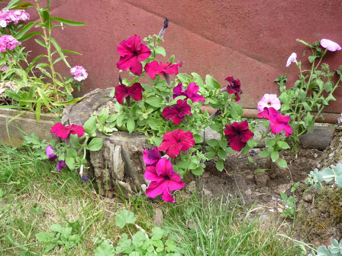 P1000275 - plante flori 2009