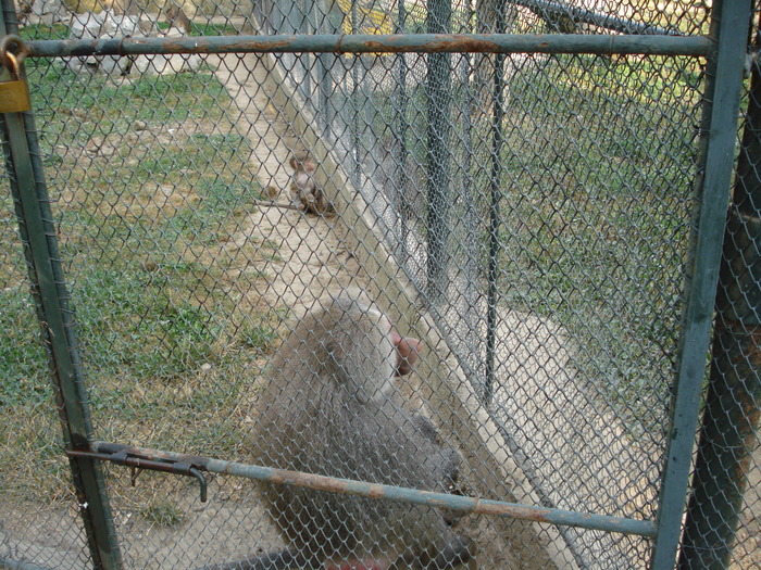 Picture 029 - zoo targoviste