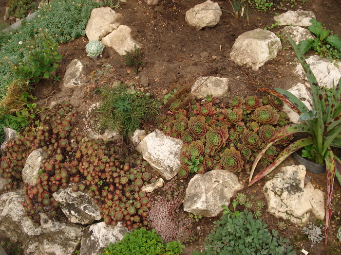244 - Sempervivum
