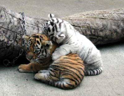 baby_tiger03 - Tigers