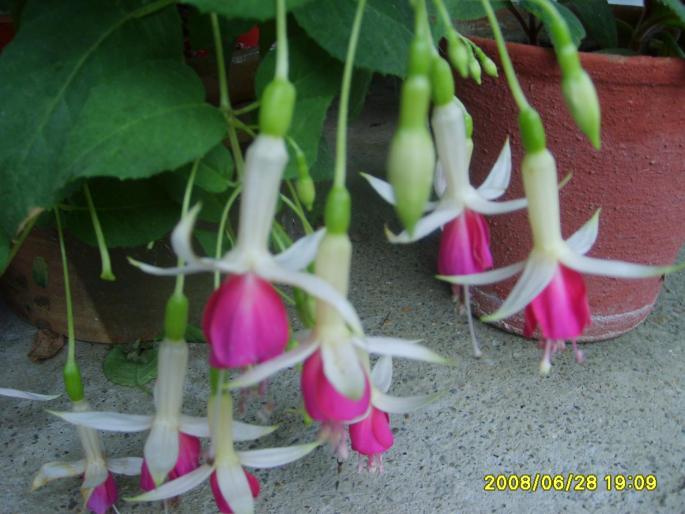 fuchsia - plante