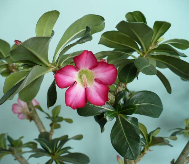 P1110484 - ADENIUM OBESUM